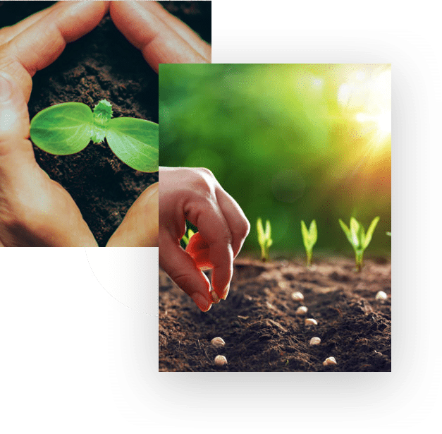Trust Seeds