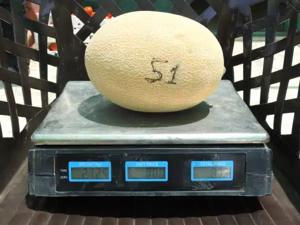 TS- 51 F1 - Image 4