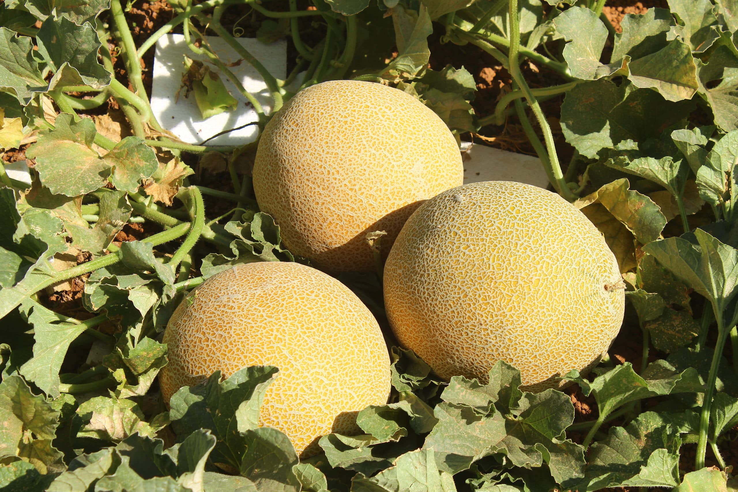 Trust Seeds-TS-689 ( 1187) F1