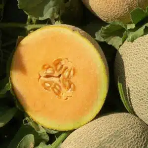 Ananas Orange Flesh