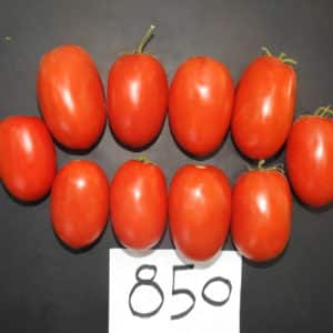 TS-850 F1
