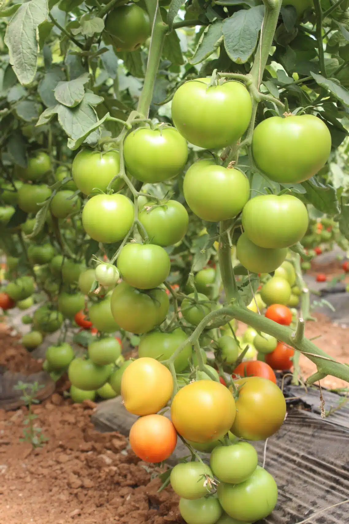 tomatoさん専用 TS-1064 F1 – Trust Seeds